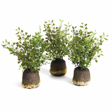 Maidenhair Drops