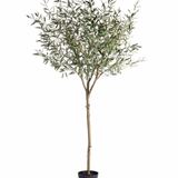 Olive Tree - 98"
