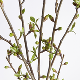Budding Branches