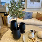Olive Tree Potted