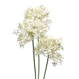 Allium Spray of Flowers in White