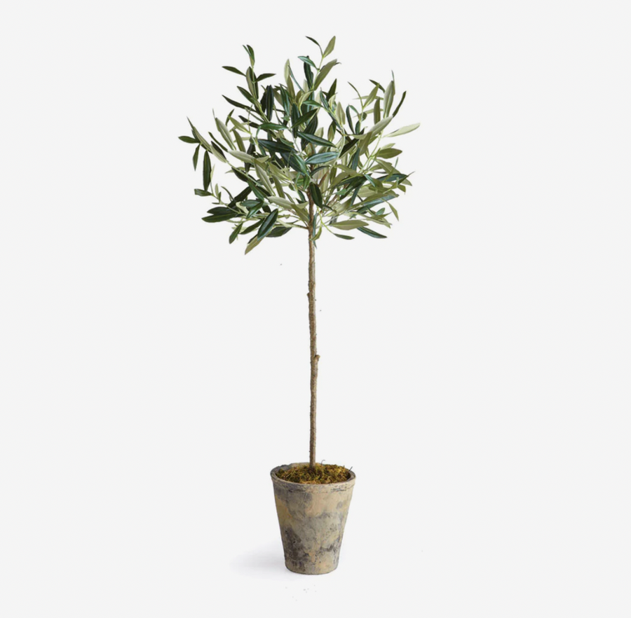 Olive Tree Potted
