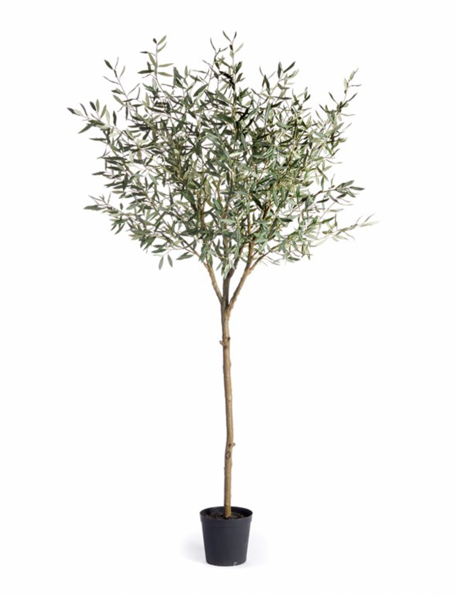 Olive Tree - 98