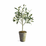 Potted Olive Tree 17"