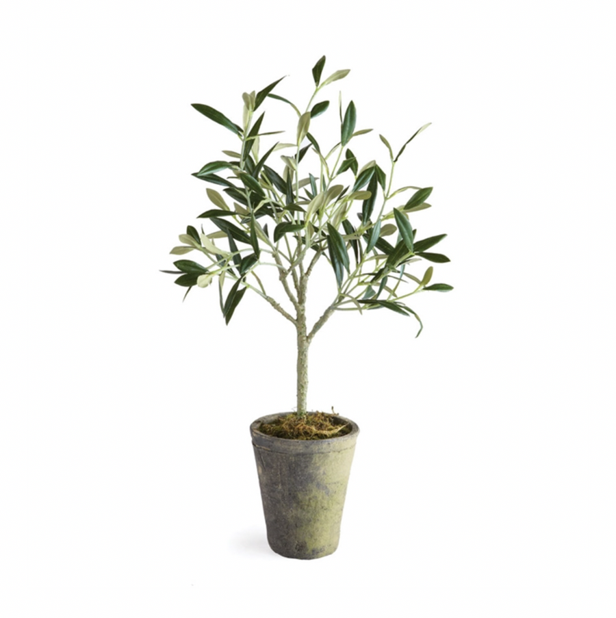 Potted Olive Tree 17
