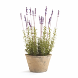 Potted Lavender 21"