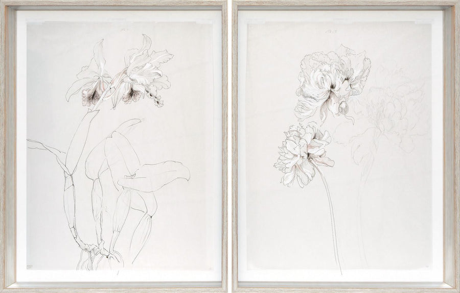 Drawing Study Orchid & Peony, Early 20 Century S/2